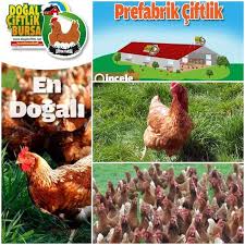 Organik Yumurta Ciftligi Destekleri Ciftlikler Tavukculuk Dogal