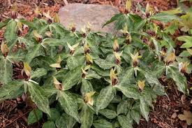 Image result for Elaphoglossum lancifolium