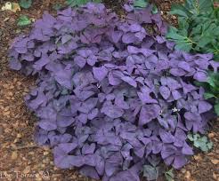 Contact texas agrilife extension for a complete list or visit a local nursery in the panhandle area. Lavender Shamrock Brighter Than Purple Shamrock Perennial Garden Perennials Purple Shamrock