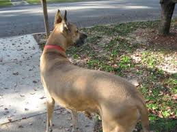 About 1% % of these are coffee makers, 1%% are coffee bean roaster, and 1%% are coffee grinders. 1500 Dog Names By Color Breed Size Origin And Group Pethelpful