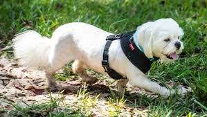 .landscaped area overlooking the back deck, this home is picture perfect! Polo S Refuge Welcomes Little Pups In Need