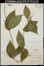 Image result for Cassinopsis tinifolia