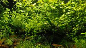 Natural Aquascape 1080p Hd Wallpaper Aquascape Wallpaper Hd Wallpaper
