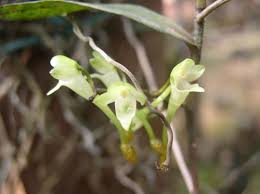 Image result for Solenangis