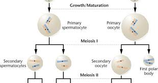 Biology Exams 4 U Difference Between Spermatogenesis And