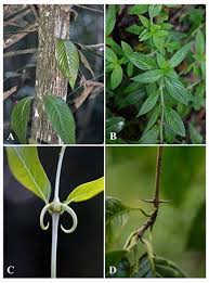 Image result for Hexasepalum sarmentosum