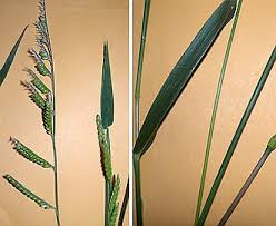 Image result for Eriochloa