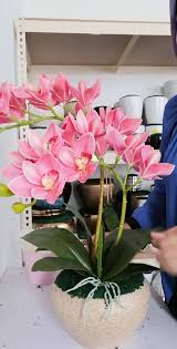 We did not find results for: Orchid Zone Gubahan Ringkas 2 Tangkai Cymbidium Orkid Ni