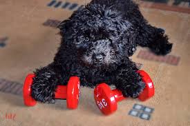 Medium coats have cords that tend to be anywhere from a couple inches to nearly a foot. The Puli Hungary S Indispensable Herd Dog Animalso