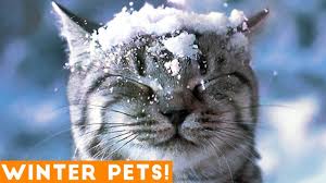 Check spelling or type a new query. Funniest Winter Animal Video Compilation 2018 Funny Pet Videos Youtube