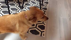 Chow and golden retriever mix. Golden Retriever Chow Chow Mix Youtube