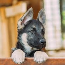 Check spelling or type a new query. 1 German Shepherd Puppies For Sale In South Carolina