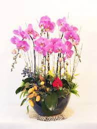 Pin On Chinese New Year Orchid Sylla Flower