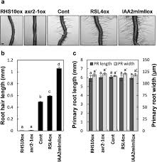 Sometimes, transferring a plant from one pot to another can cause the root hairs to fall from or get scraped from the plant. Root Hairs Enhance Arabidopsis Seedling Survival Upon Soil Disruption Scientific Reports