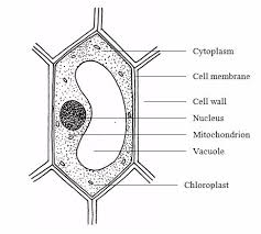 We did not find results for: Cell Structure Biology Form One Topic Three