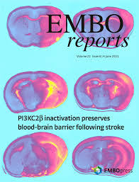 Publication cover letter for journal submission sample pdf. Embo Reports