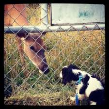 King Charles Meets Bambi For The First Time King Charles Spaniel