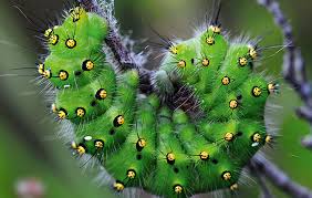 Guide To Common Caterpillars Country Life