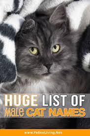 Felineliving Net Cute Cat Names Kitten Names Unique Kitten Names
