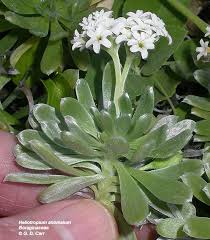 Image result for Heliotropium harareense