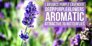 We did not find results for: Deep Purple Flowers Aromatic And Attractive To Butterflie Flickr