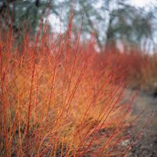 Check spelling or type a new query. Cornus Sanguinea 60 90cm 2 3ft Bare Root Midwinter Fire Dog Wood Hedge Hedging Plants From Gardeners Dream Uk