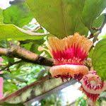 Image result for Napoleonaea septentrionalis