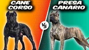 Cartoon dog png is about is about cane corso, presa canario, guard dog, snout, breed. Cane Corso Vs Presa Canario Comparison Youtube