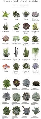 This is characteristic of cacti and family characteristics. Pin On Terrace