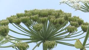 Рейтинг — 4.7 из 5 на основании 313 оценок. Heracleum Mantegazzianum A Terrivel Planta Que Pode Provocar Ate Amputacao Folha Do Meio Ambiente