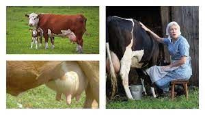 When Can You Drink Milk After Calving A Cow How Many Days Does Colostrum Disappear