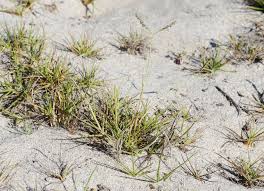 Image result for Paspalum vaginatum