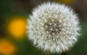 Wallpaper Background Dandelion Plant Images For Desktop Section Priroda Download 2160 x 1920 jpeg 242 кб.