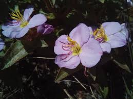 Image result for Antherotoma