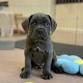 Cane Corso Puppy Therapy Evening event image