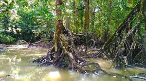 These bacteria receive a place to live and feed while keeping other harmful microbes from taking up residence. Mutualistic Relationship Between Mangrove Plants And Diazotrophs