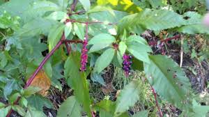 The berries are small, round, and vary from green to red or purple in color (15). Fleshy Vcu Field Botany Official Site