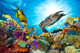 Resultado de imagen de imagenes de arrecife de coral