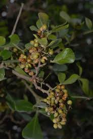 Image result for Searsia nebulosa