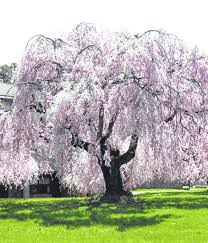 Getting the timing of your pruning. Succeeding With Weeping Cherry Trees Portsmouth Daily Times