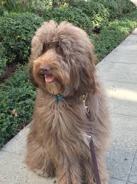 Find puppies and dogs for sale in utah and idaho. Giant Teddy Bear Schnoodles Teddybear Schnoodles