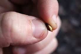 Check spelling or type a new query. How To Grow Apple Trees From Seed