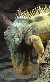 And regardless of whether you're looking for suggestions on the best pet reptiles for beginners or the best reptiles for children in general, you've. Fun Lizard Facts For Kids Chameleon Gecko Iguana Komodo Dragon