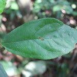 Image result for Celtis zenkeri