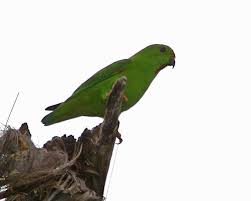 Ada baiknya kamu selalu mengecek perubahan harga serindit setiap kali ingin membelinya. Mengulik Keindahan Burung Serindit Sulawesi Steemit