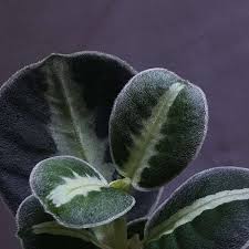 Image result for Limeum fenestratum