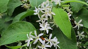 Image result for Holarrhena