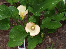 Native to south africa, the calla lily plant is a the calla lily plant, though not a true lily, is relatively easy to maintain but comes with some considerations. Moving Calla Lily Plants Best Time To Transplant Calla Lilies