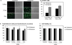 Transfection of animal cell lines. A Highly Efficient Non Viral Process For Programming Mesenchymal Stem Cells For Gene Directed Enzyme Prodrug Cancer Therapy Scientific Reports