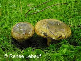 Image result for Lactarius mutabilis